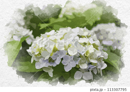 水彩画風　紫陽花　アジサイ　安養寺　岡山県倉敷市 113307795