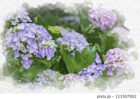 水彩画風 紫陽花 アジサイ 安養寺 岡山県倉敷市 水彩画風 紫陽花 アジサイ 安養寺 岡山県倉敷市 113307802