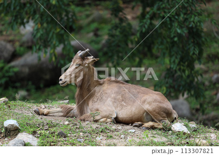 The barbary sheep is mammal and hill animal 113307821