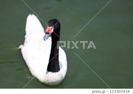 The black neck and White goose in river 113307834