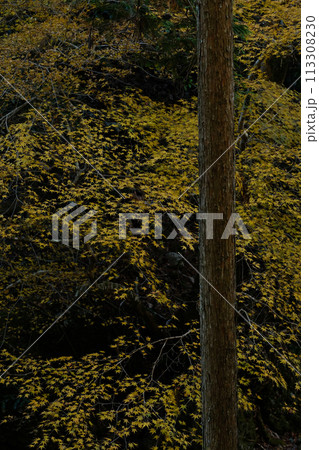 紅葉 黄葉 もみじ 紅葉 黄葉 もみじ 113308230