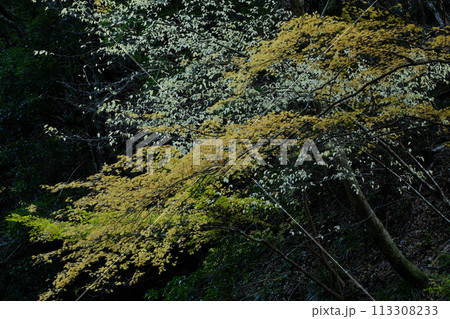 紅葉 黄葉 もみじ 紅葉 黄葉 もみじ 113308233