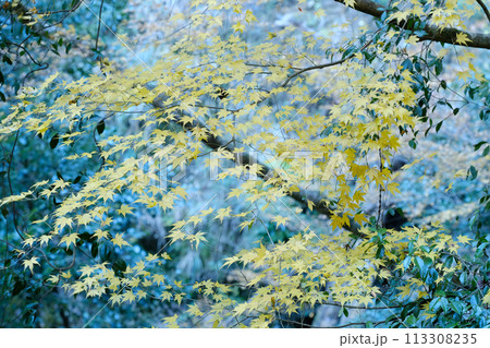 紅葉　黄葉　もみじ 113308235