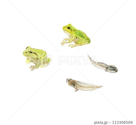 2匹のかえると2匹のおたまじゃくし 113308509