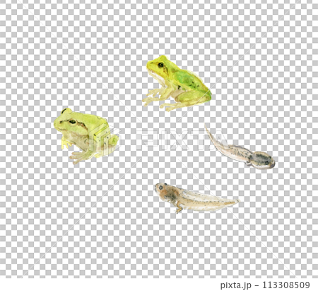 2匹のかえると2匹のおたまじゃくし 113308509