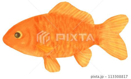 和金のイラスト 金魚 113308817