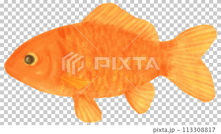 和金のイラスト 金魚 113308817