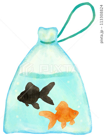 金魚すくい 黒出目金と琉金 金魚すくい 黒出目金と琉金 113308824