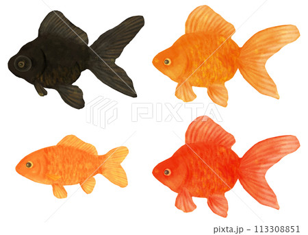 金魚すくいの金魚イラストセット 113308851
