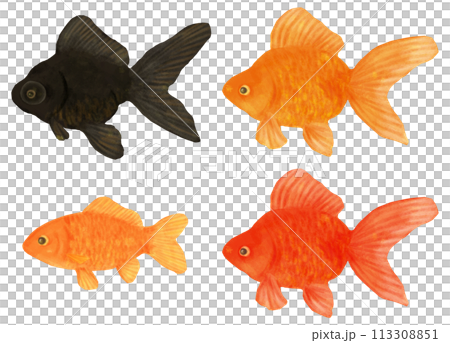 金魚すくいの金魚イラストセット 113308851