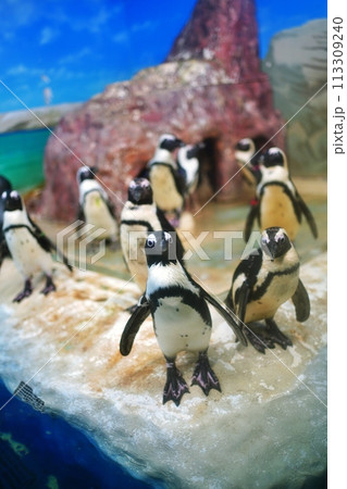 新さっぽろサンピアザ水族館 ペンギン広場の風景 113309240
