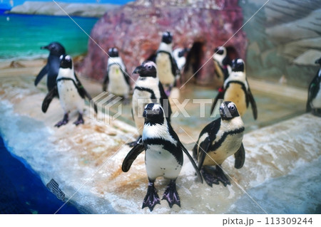 新さっぽろサンピアザ水族館 ペンギン広場の風景 113309244