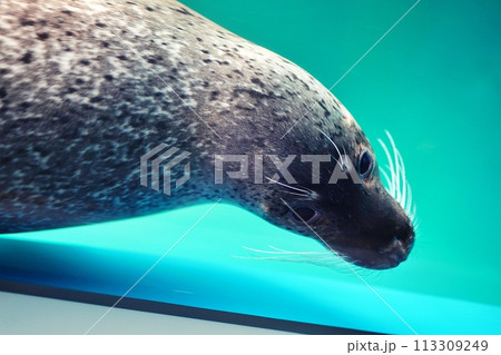新さっぽろサンピアザ水族館 アザラシ水槽 113309249