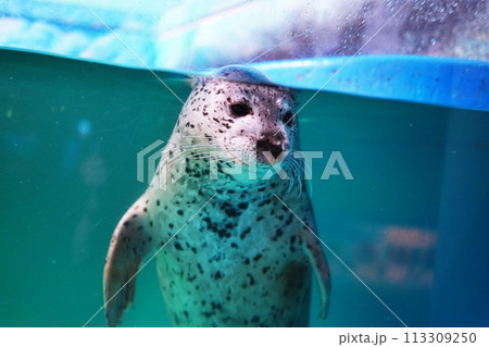 新さっぽろサンピアザ水族館 アザラシ水槽 113309250