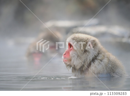 地獄谷野猿公苑 温泉に入浴中の猿 地獄谷野猿公苑 温泉に入浴中の猿 113309283
