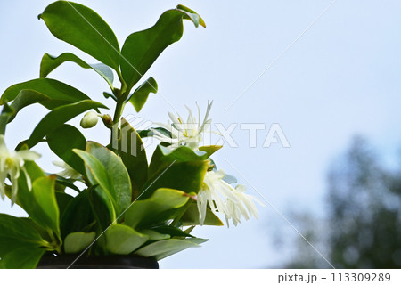 しきみの花 薄黄色のシキビの花 樒の花 イメージ素材 しきみの花 薄黄色のシキビの花 樒の花 イメージ素材 113309289