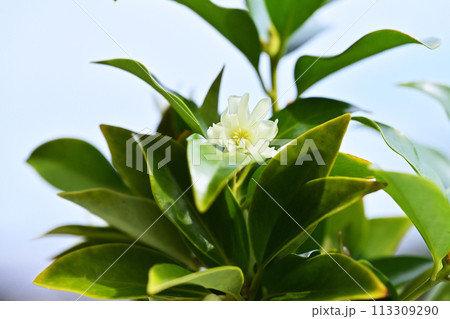 しきみの花 薄黄色のシキビの花 樒の花 イメージ素材 しきみの花 薄黄色のシキビの花 樒の花 イメージ素材 113309290