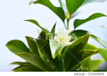 しきみの花 薄黄色のシキビの花 樒の花 イメージ素材 しきみの花 薄黄色のシキビの花 樒の花 イメージ素材 113309291