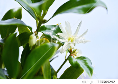 しきみの花　薄黄色のシキビの花　樒の花　イメージ素材 113309292