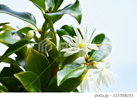 しきみの花 薄黄色のシキビの花 樒の花 イメージ素材 しきみの花 薄黄色のシキビの花 樒の花 イメージ素材 113309293