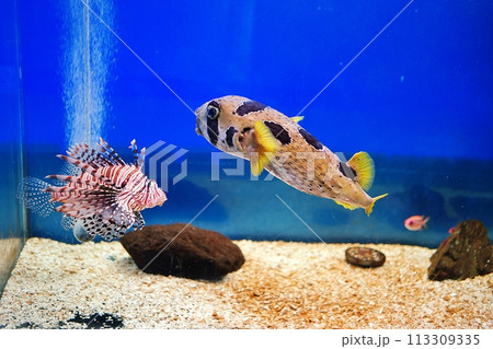 新さっぽろサンピアザ水族館のハリセンボン 113309335