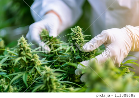 Harvesting medicinal cannabis. Hands wearing gloves checks the quality of the hemp buds, close up Harvesting medicinal cannabis. Hands wearing gloves checks the quality of the hemp buds, close up 113309598