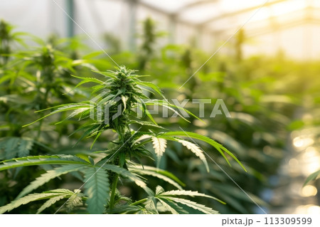 Cannabis Industry. Growing cannabis indoor in greenhouse. Hemp farm with green flowering medicinal marijuana plants. 113309599