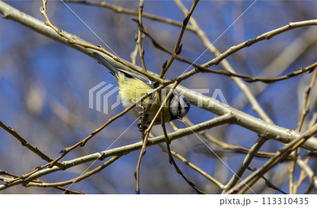 Cute wild Eurasian great tit sitting on a branch. 113310435
