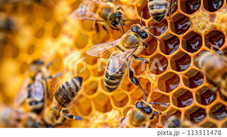 蜂の巣で忙しく働くミツバチ、働く花粉媒介者、持続可能な農業。 蜂の巣で忙しく働くミツバチ、働く花粉媒介者、持続可能な農業。 113311478