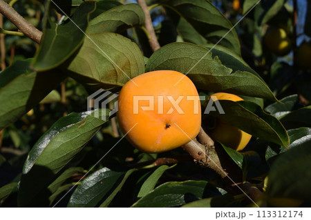 オレンジ色の柿の実 113312174