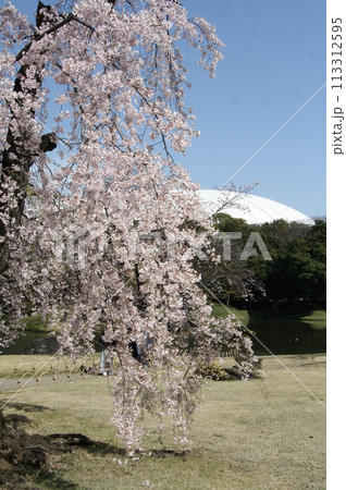 小石川後楽園の桜 113312595