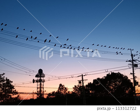 カラスと夕暮れ カラスと夕暮れ 113312722