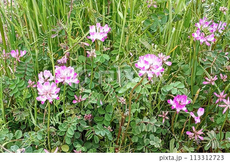 野道のレンゲソウ 野道のレンゲソウ 113312723