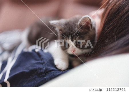 飼い主と子猫 飼い主と子猫 113312761