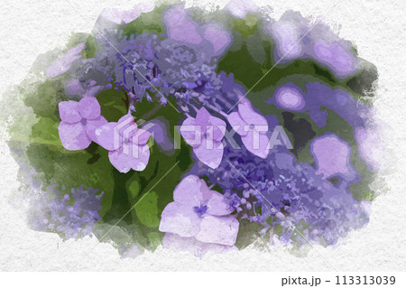 水彩画風　紫陽花　ガクアジサイ　安養寺　岡山県倉敷市 113313039