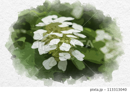 水彩画風 紫陽花 カシワバアジサイ 安養寺 岡山県倉敷市 水彩画風 紫陽花 カシワバアジサイ 安養寺 岡山県倉敷市 113313040