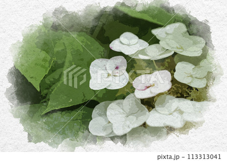 水彩画風 紫陽花 カシワバアジサイ 安養寺 岡山県倉敷市 水彩画風 紫陽花 カシワバアジサイ 安養寺 岡山県倉敷市 113313041