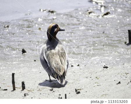 コガモ オス コガモ オス 113313203