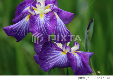 和風な雰囲気で古くから親しまれている花菖蒲 113313258
