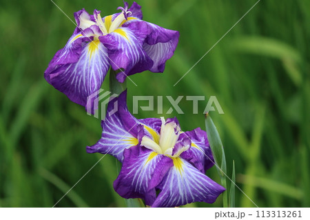花しょうぶの特徴は花弁の付け根の黄色模様ー八 113313261