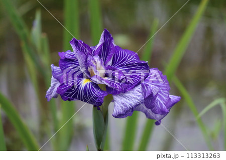 花しょうぶの特徴は花弁の付け根の黄色模様ー六 花しょうぶの特徴は花弁の付け根の黄色模様ー六 113313263