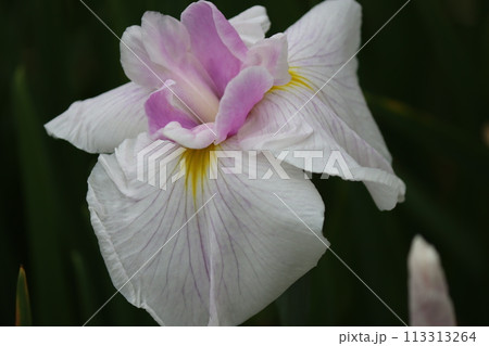 花しょうぶの特徴は花弁の付け根の黄色模様ー五 113313264