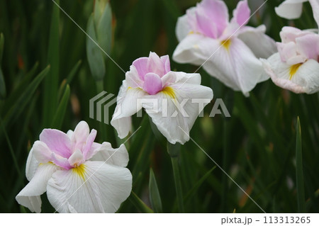 花しょうぶの特徴は花弁の付け根の黄色模様ー四 花しょうぶの特徴は花弁の付け根の黄色模様ー四 113313265