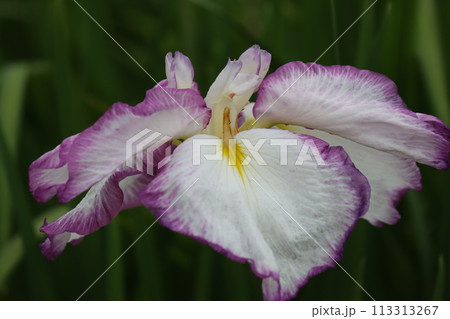 花しょうぶの特徴は花弁の付け根の黄色模様ー弐 花しょうぶの特徴は花弁の付け根の黄色模様ー弐 113313267
