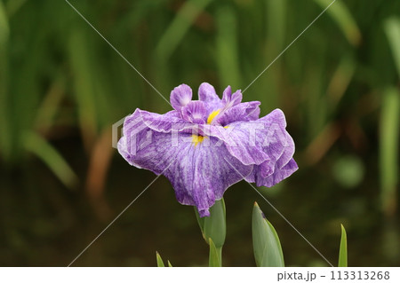 花しょうぶの特徴は花弁の付け根の黄色模様ー壱 113313268