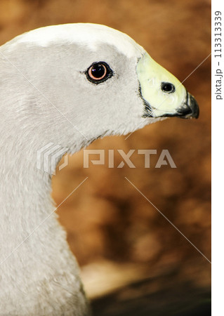 Cape Barren Goose 113313339