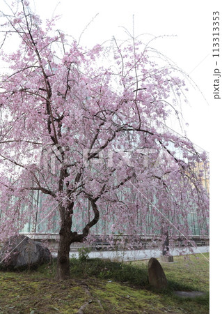 大学構内 桜 大学構内 桜 113313353