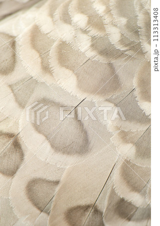 Cape Barren Goose Feathers Cape Barren Goose Feathers 113313408