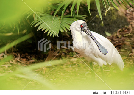 Black-faced Spoonbill Bird Black-faced Spoonbill Bird 113313481