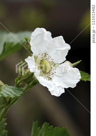 春の庭の木に咲く白いカジイチゴの花 春の庭の木に咲く白いカジイチゴの花 113313482